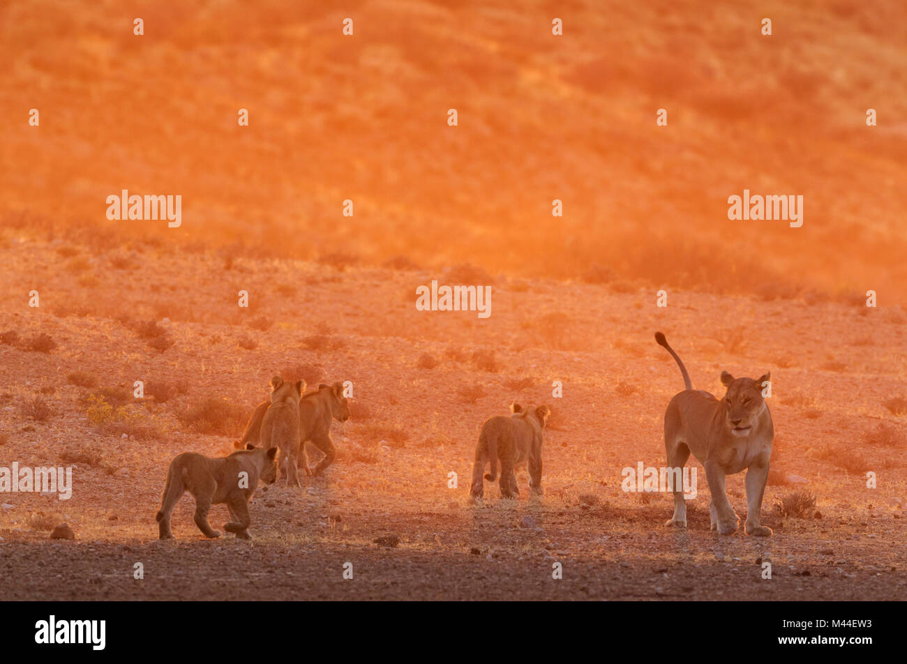 African Lion (Panthera leo). Female with four cubs in the light of the early morning, walking. Kalahari Desert, Kgalagadi Transfrontier Park, South Africa Stock Photo