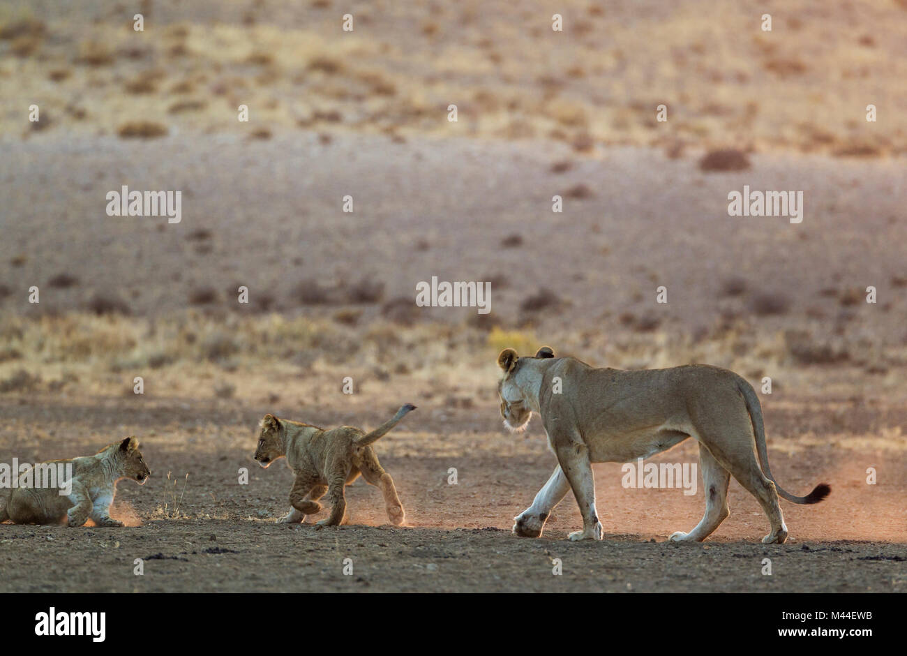 African Lion (Panthera leo). Female with two playful cubs in the light of the early morning. Kalahari Desert, Kgalagadi Transfrontier Park, South Africa. Stock Photo