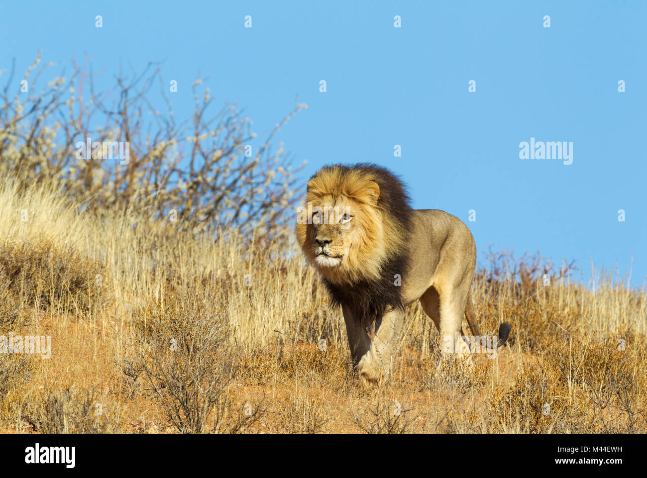 African Lion (Panthera leo). Black-maned Kalahari male, roaming on a grass-grown sand dune. Kalahari Desert, Kgalagadi Transfrontier Park, South Africa Stock Photo