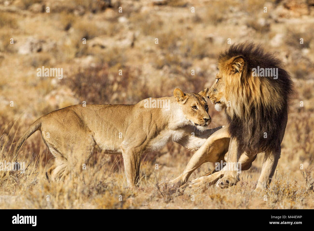 African Lion (Panthera leo). Female in heat and black-maned Kalahari male at their first encounter. The male is scared of the initially aggressive behaviour of the female. Kalahari Desert, Kgalagadi Transfrontier Park, South Africa. Stock Photo