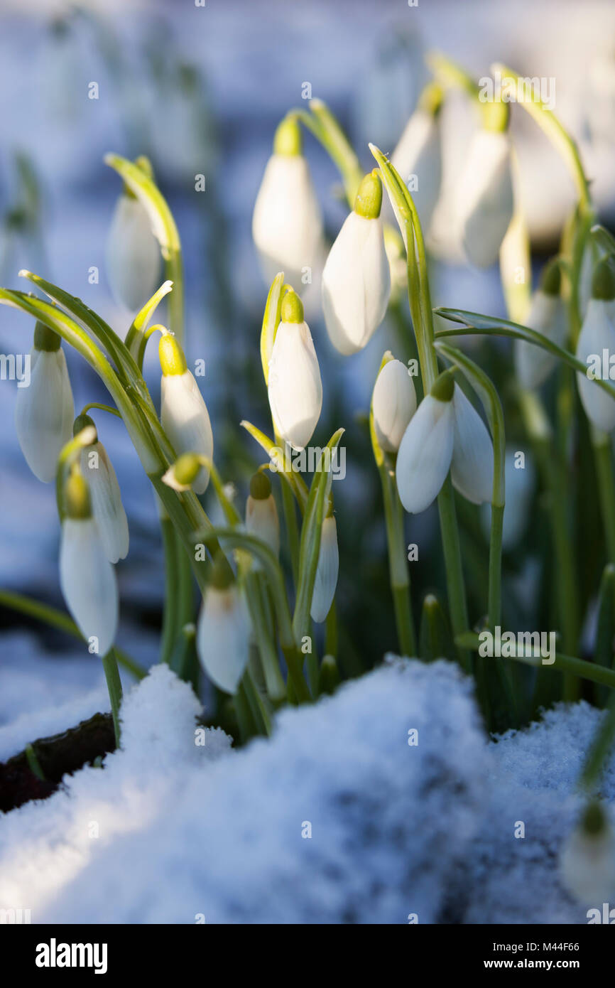 Snowdrops in snow, The Cotswolds, Gloucestershire, England, United Kingdom, Europe Stock Photo