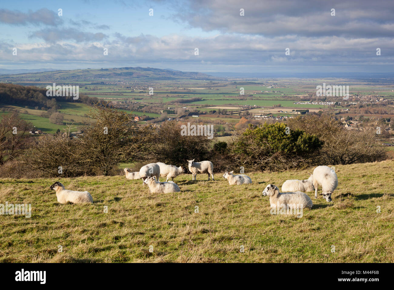 View of Broadway village to Bredon Hill and Vale of Evesham with sheep, Broadway, The Cotswolds, Worcestershire, England, United Kingdom, Europe Stock Photo