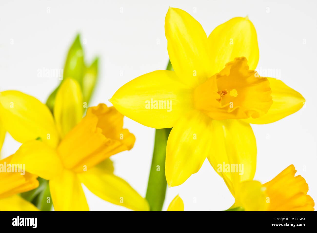 Osterglocke, gelbe Narzisse, Daffodil, Narcissus Stock Photo