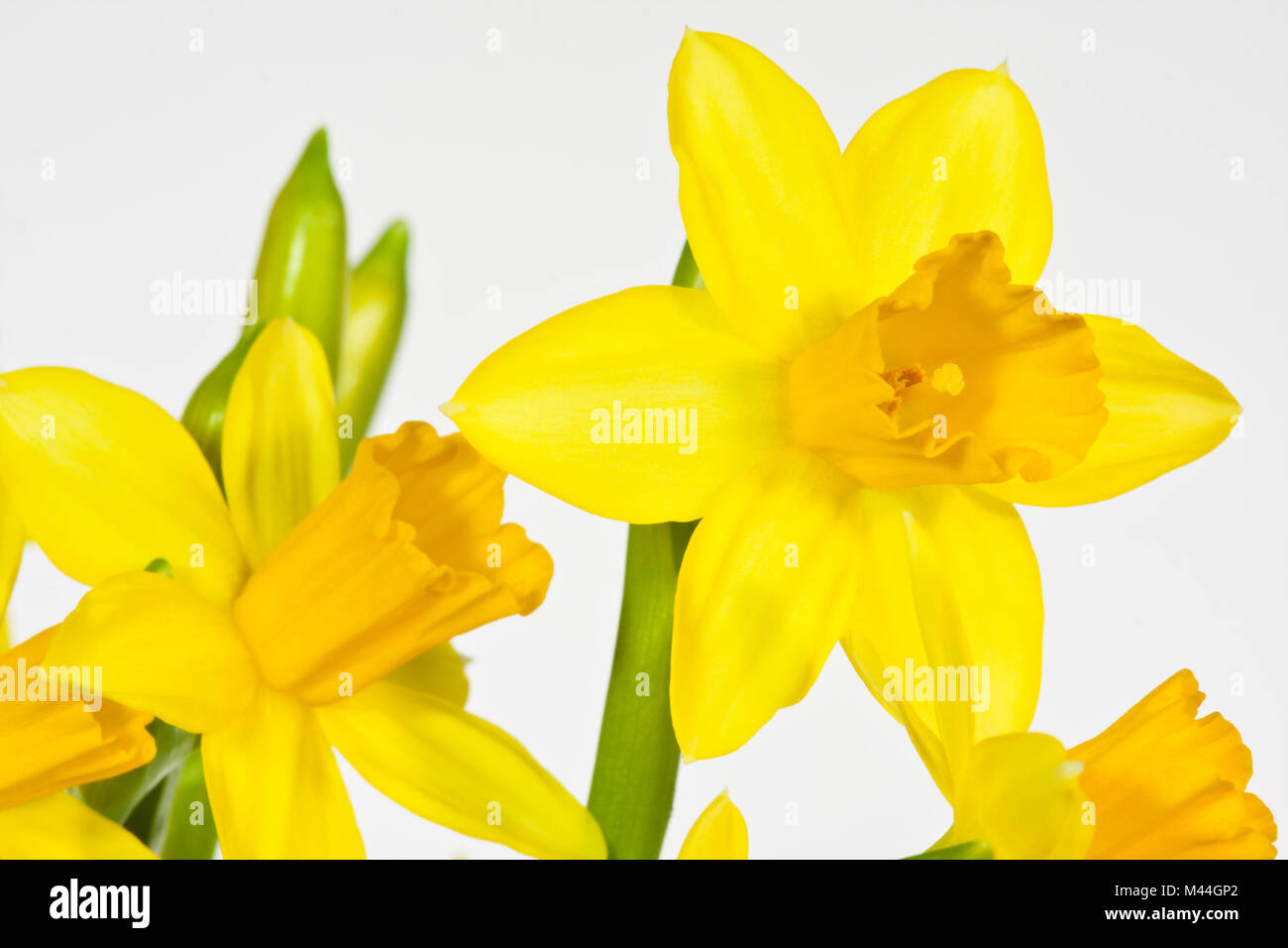 Osterglocke, gelbe Narzisse, Daffodil, Narcissus Stock Photo