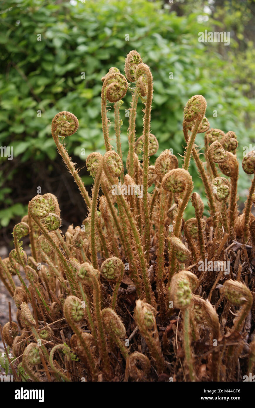 Dryopteris affinis, Goldschuppenfarn, scaly male fern Stock Photo