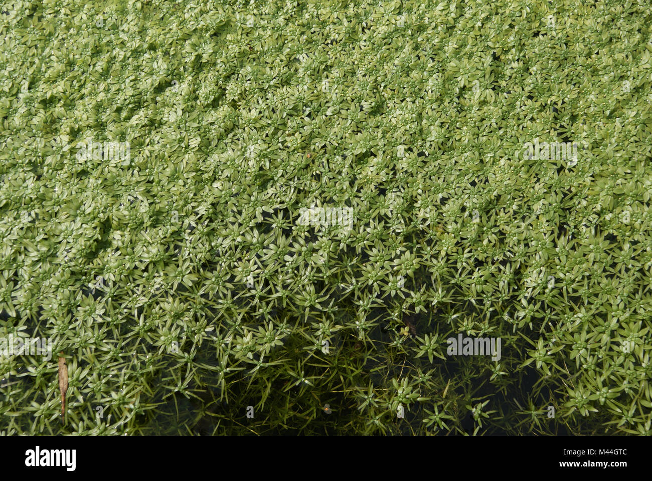 Callitriche hamulata, Hakenwasserstern, starwort Stock Photo