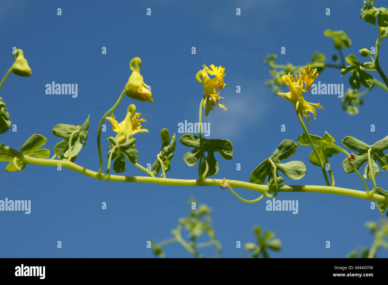 Tropaeolum peregrinum, Kanarische Kapuzinerkresse, canary creeper Stock Photo