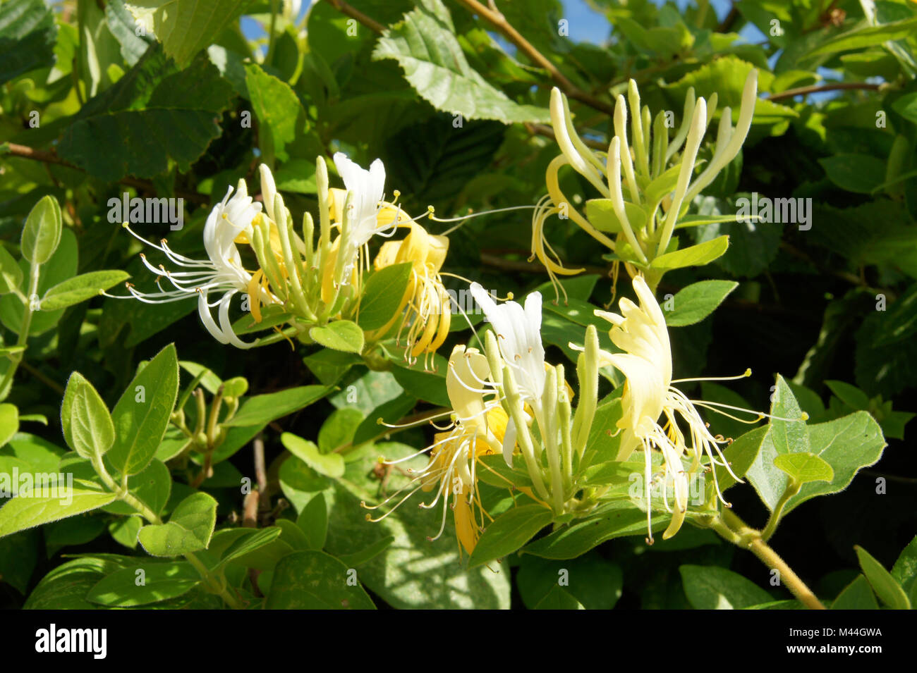 Lonicera caprifolium, Jelängerjelieber, honeysuckle Stock Photo