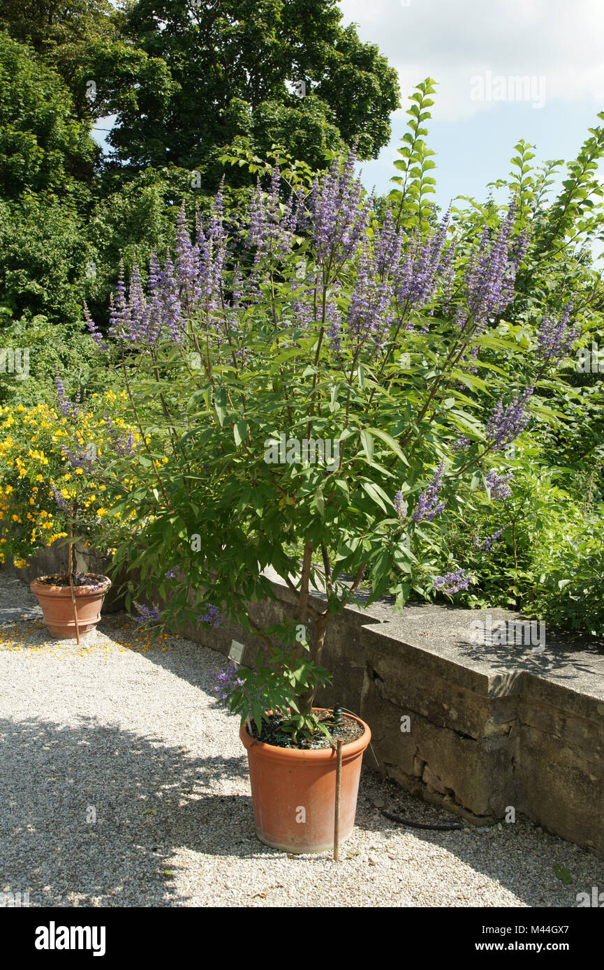 Vitex agnus castus, Mönchspfeffer, chaste tree Stock Photo Alamy