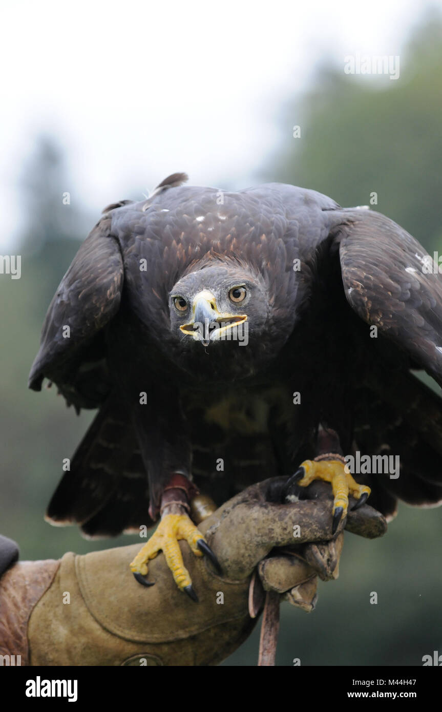 wild eagle hunting Stock Photo