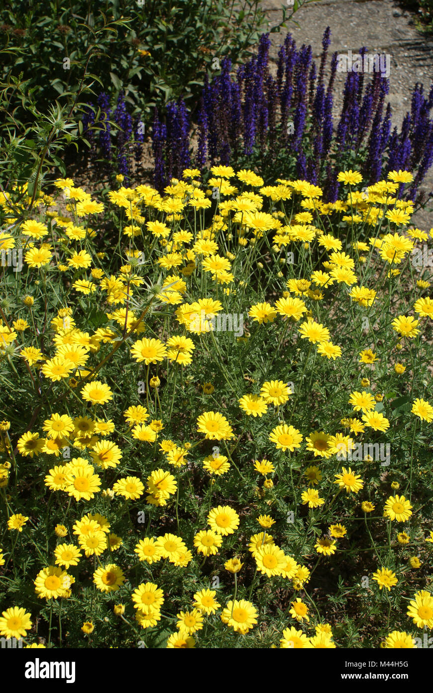 50 Kamillensamen (Anthemis Tinctoria) – Gelbe Kamille Für Garten & Balkon, Mehrjährige Staude Mit Gelben Blüten