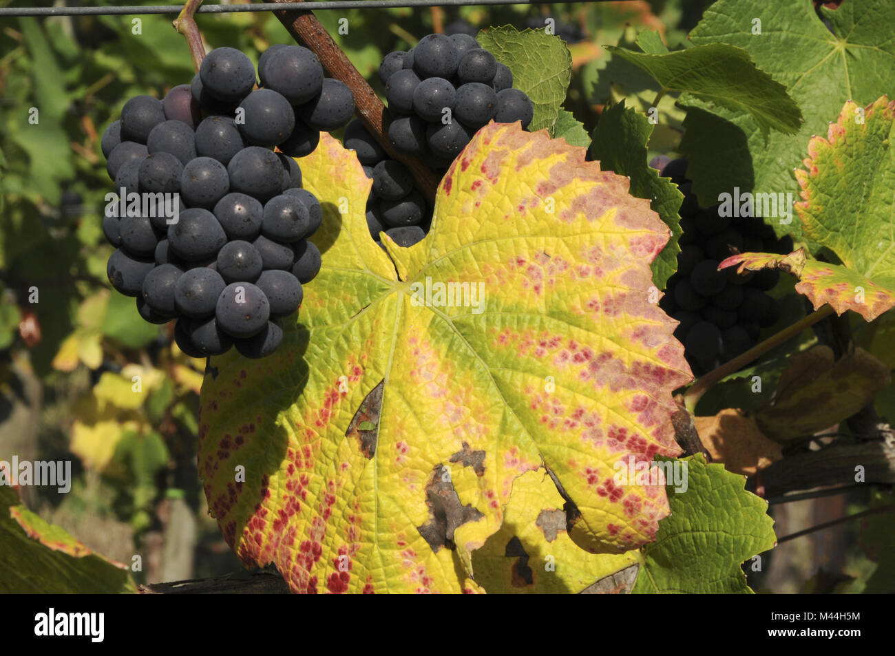 Grapes with wine leaf Stock Photo