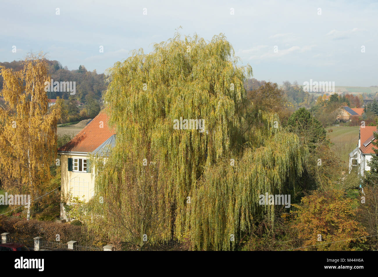 Salix alba Tristis, Trauerweide, weeping willow Stock Photo