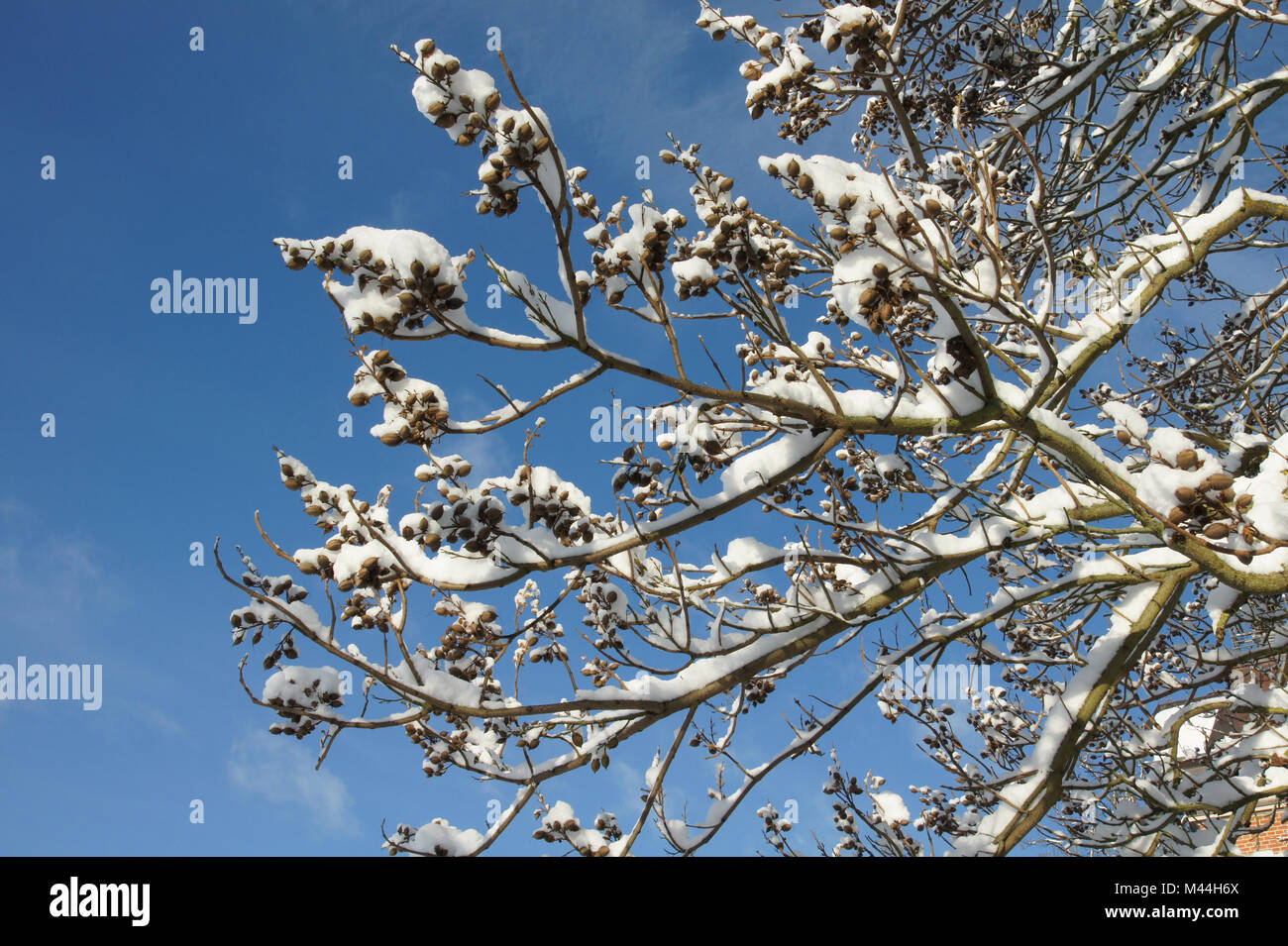 Paulownia tomentosa, Blauglockenbaum, empress tree Stock Photo