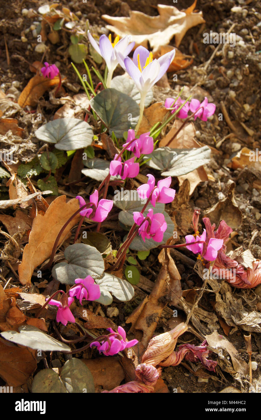 Cyclamen coum, Wildes Alpenveilchen, Persian Violet Stock Photo