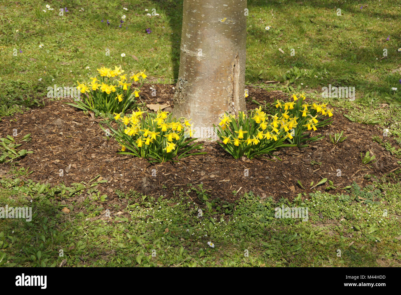 Narcissus cyclamineus, Alpenveilchen Narzissen, Daffodils Stock Photo