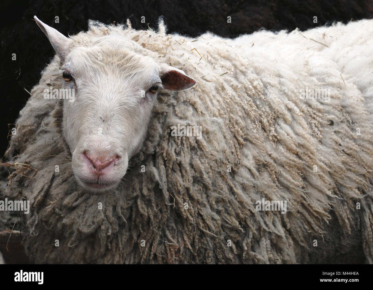 white shaggy curly domestic sheep looking into the camera Stock Photo