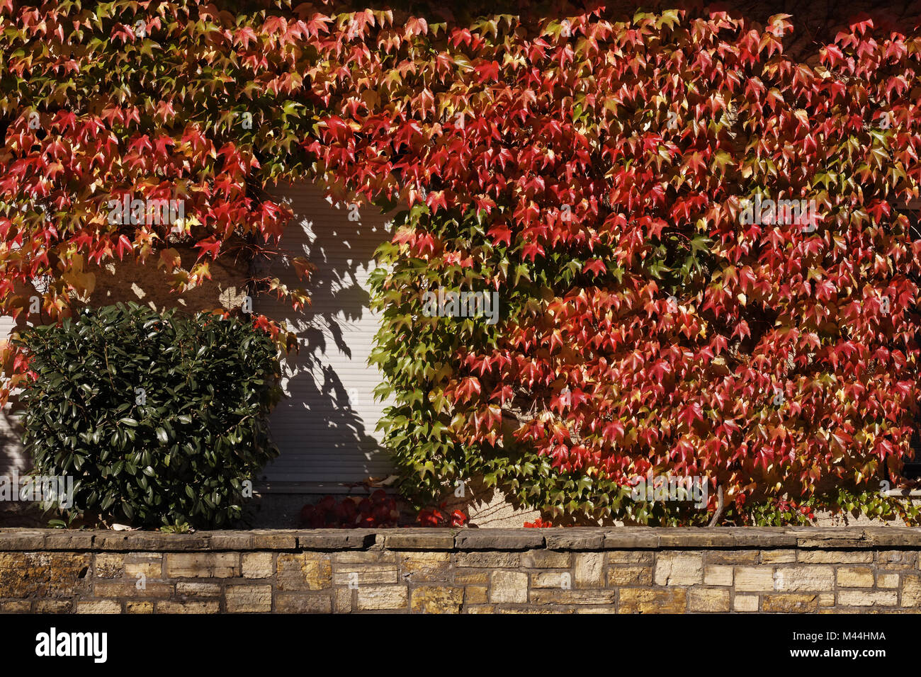 Japanese creeper, Ivy, Parthenocissus tricuspidata Stock Photo - Alamy