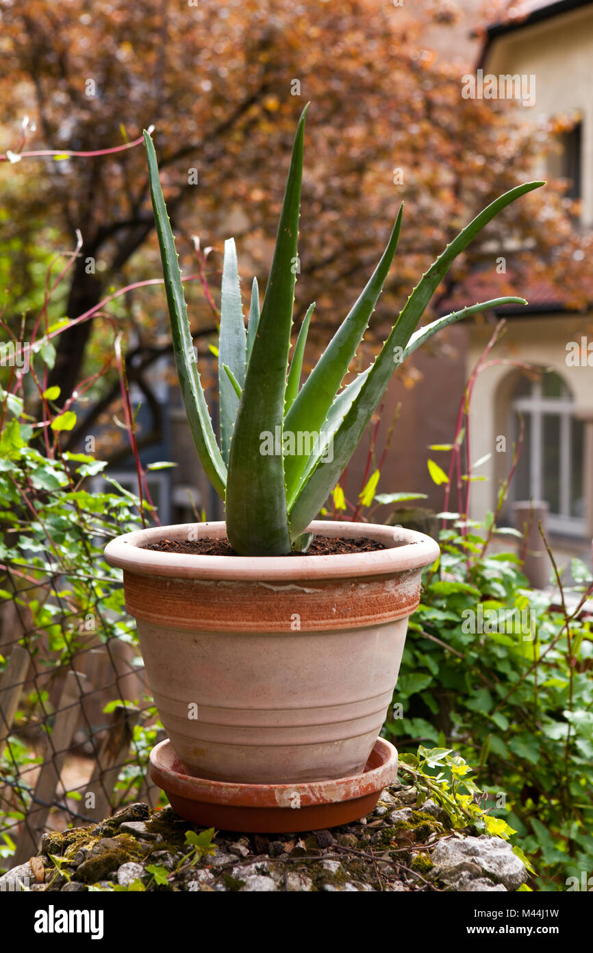aloe vera plant in the garden Stock Photo - Alamy