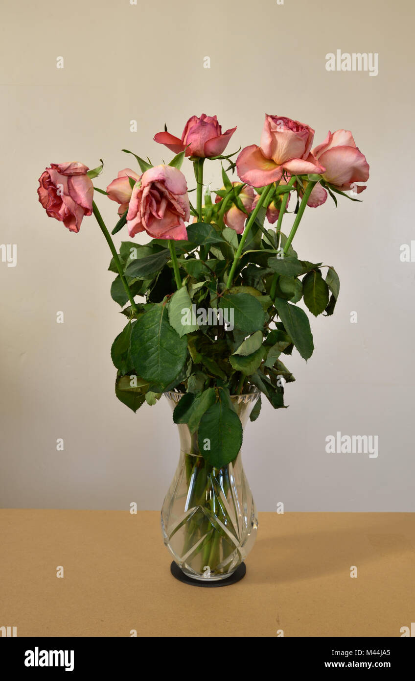 Pink Dead Roses Bunch of dead roses hi-res stock photography and images - Alamy