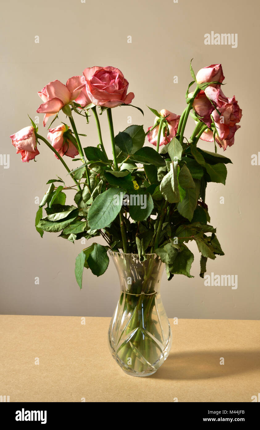 Dying roses hires stock photography and images Alamy