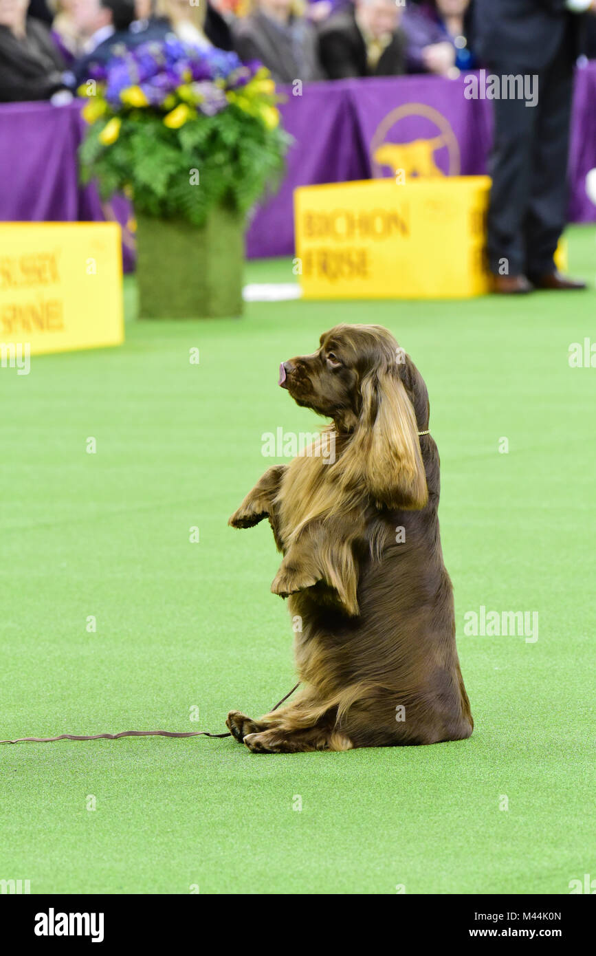 New York City, United States. 12th Feb, 2018. The 142nd Annual Westminster Kennel Club Dog Show took place in Madison Square Garden as winners in the best of breed individual categories competed for the coveted Best in Show award. Credit: Andy Katz/Pacific Press/Alamy Live News Stock Photo