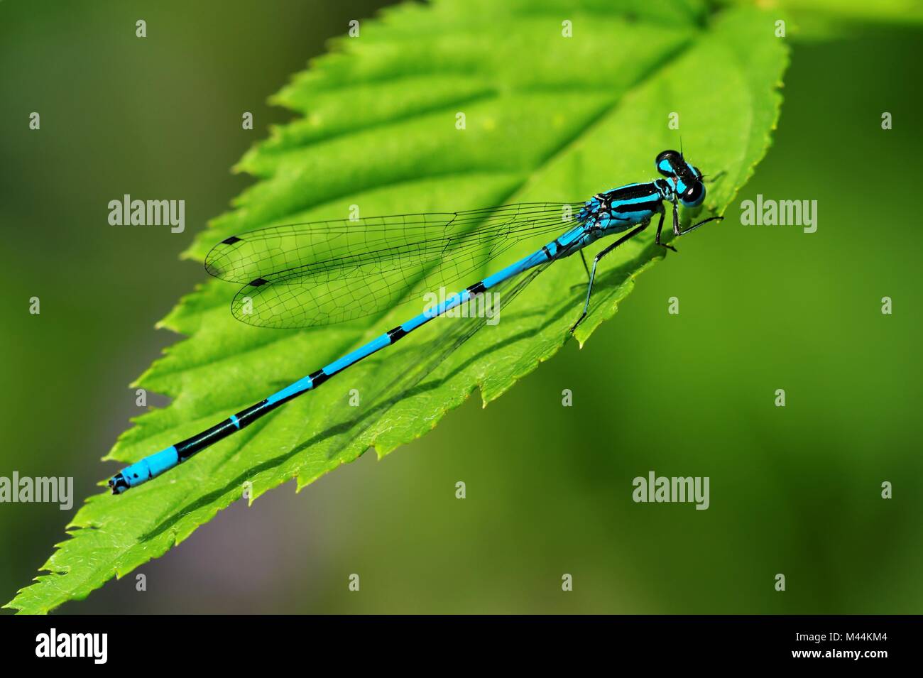 Blue eyes white dragon hi-res stock photography and images - Alamy