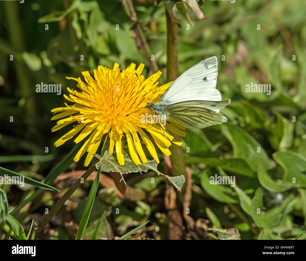 Green-veined White Butterfly nectaring on Dandelion Stock Photo