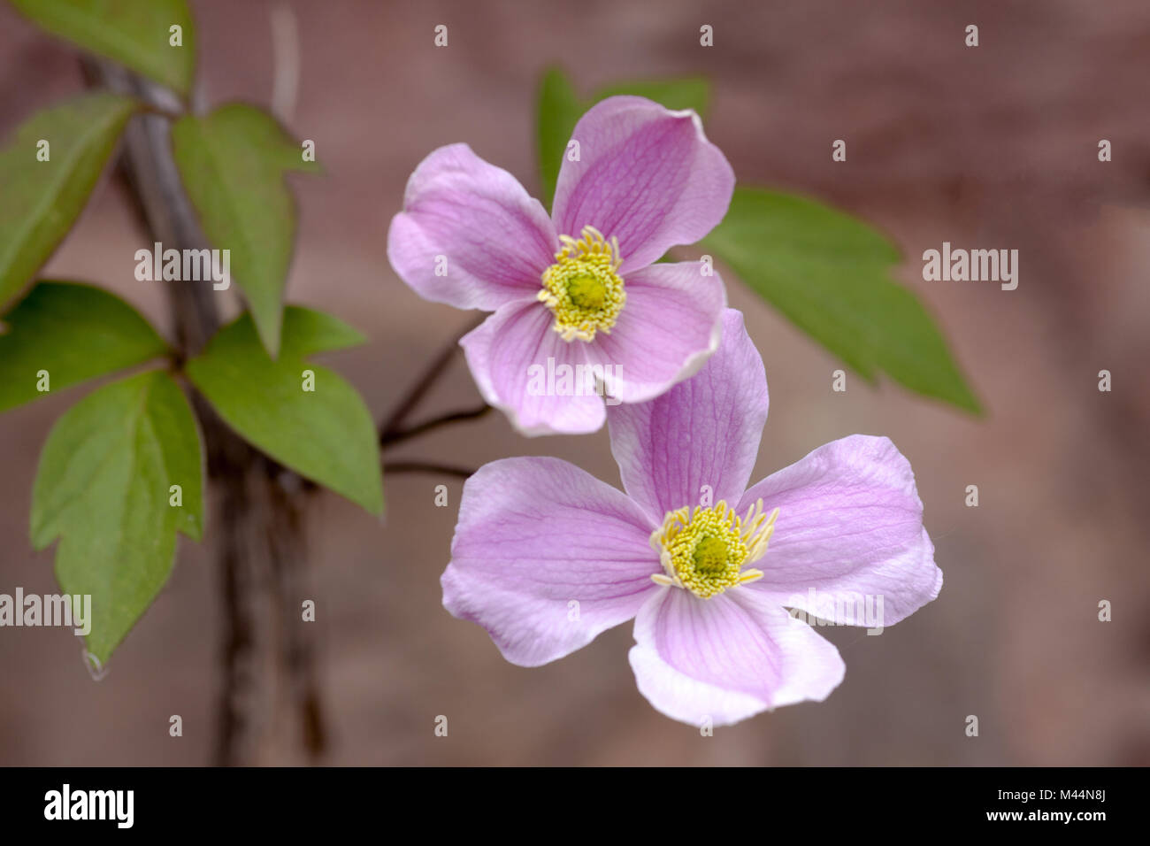 Pink Mountain clematis (Clematis montana Rubens) Stock Photo