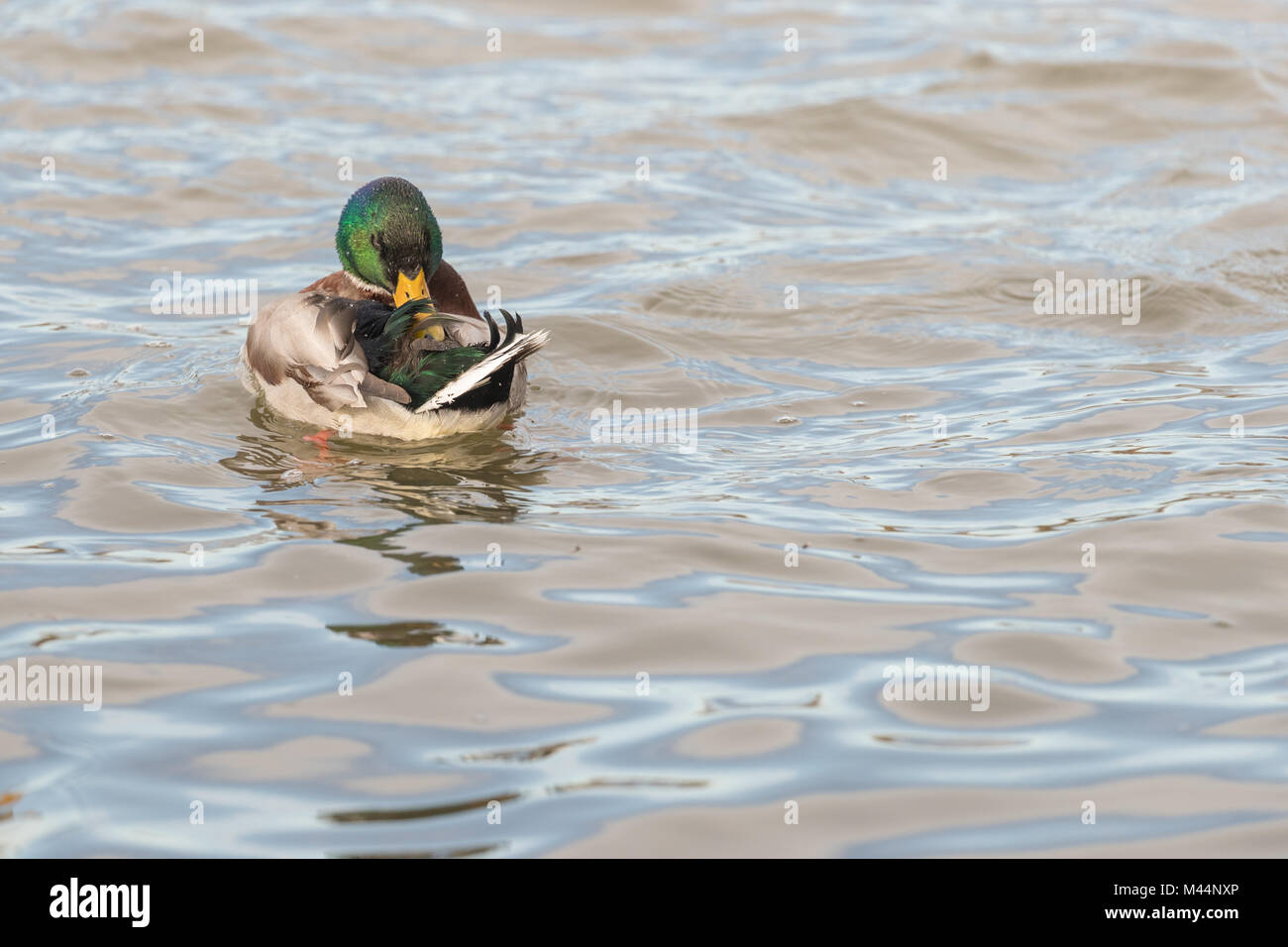Mallard (Anas platyrhynchos) drake preening in the water close up Stock Photo