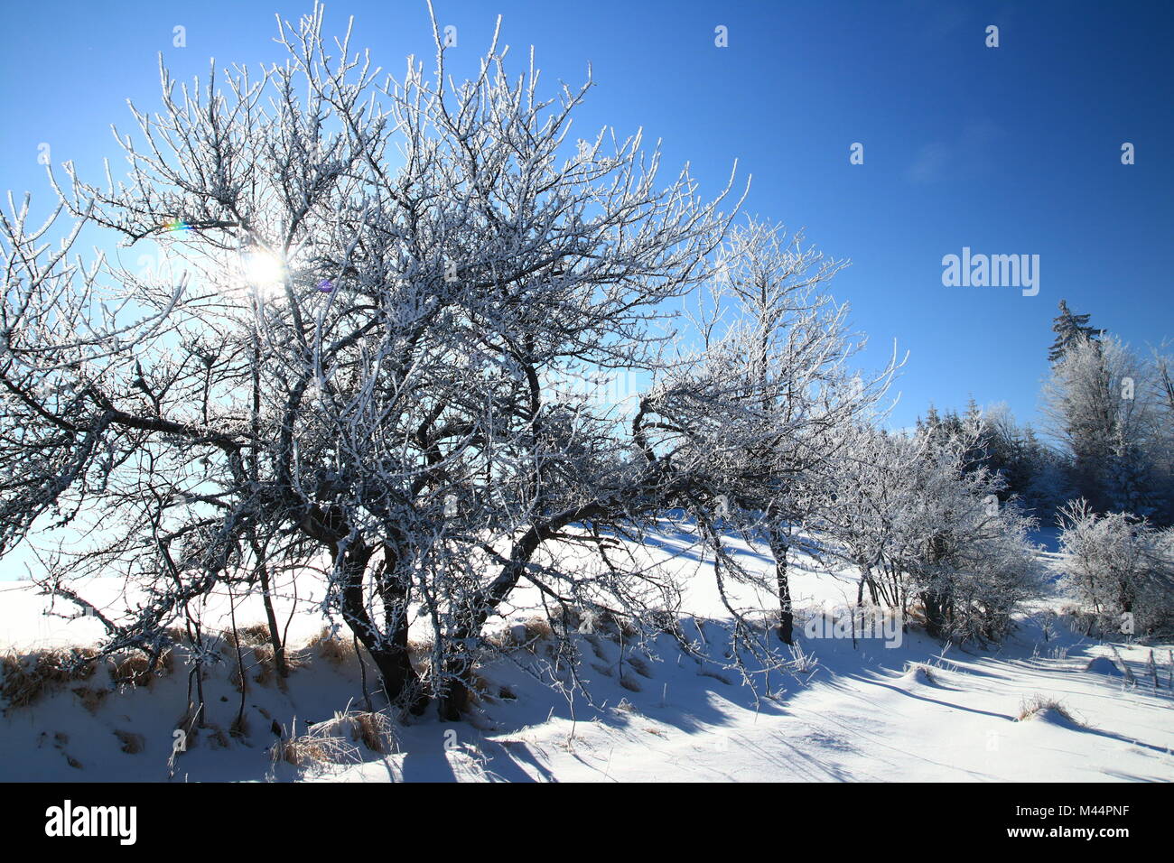Frozen tree in snow hi-res stock photography and images - Alamy