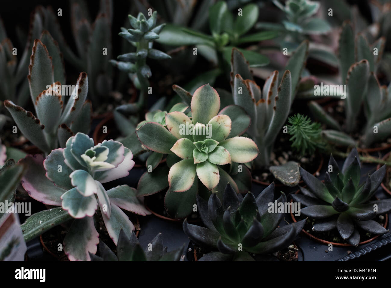 Succulents and tiny plants in natural light Stock Photo