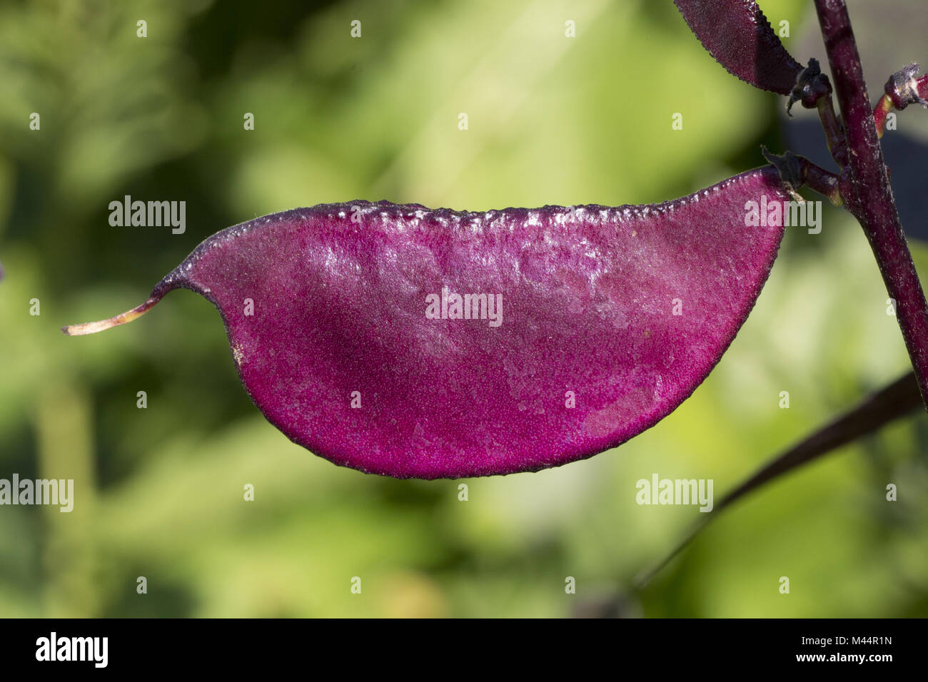 Lablab purpureus Sweet, Hyacinth bean, Australian Stock Photo