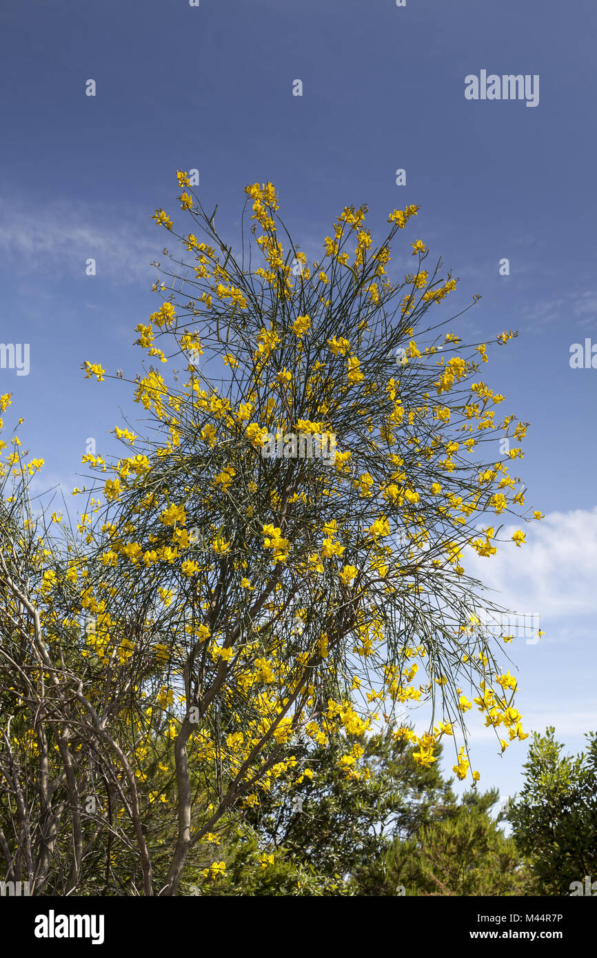 Spartium junceum, Spanish Broom, Weaver's Broom Stock Photo Alamy