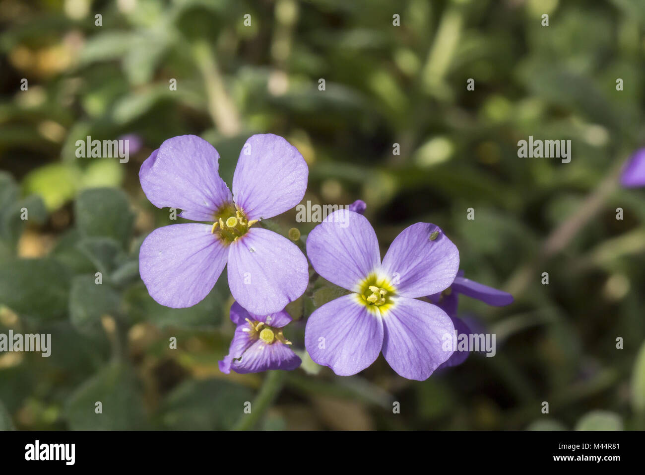 Aubrieta canescens, Lilacbush, Purple rock cress Stock Photo