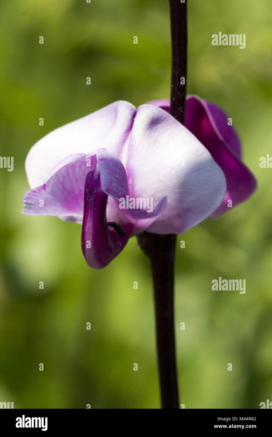 Lablab purpureus, Hyacinth bean, Dolichos bean Stock Photo