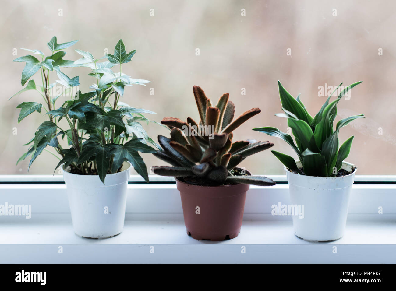 Succulents and tiny plants in natural light Stock Photo