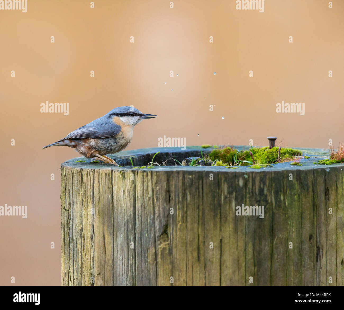 Wild nuthatch bird (Sitta europaea) perching isolated outdoors in the rain, drinking water collecting inside wooden post. Stock Photo