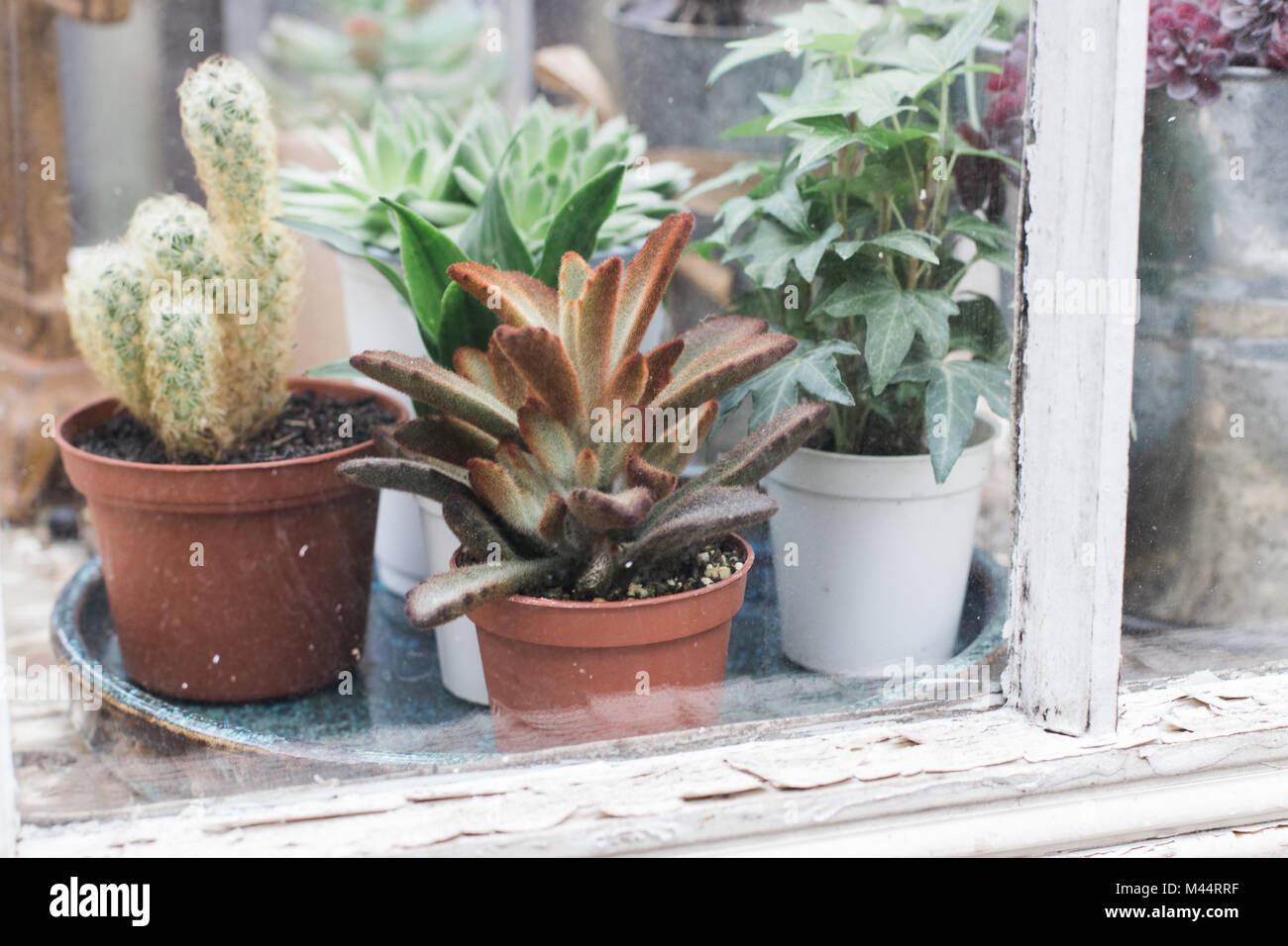 Succulents garden hires stock photography and images Alamy