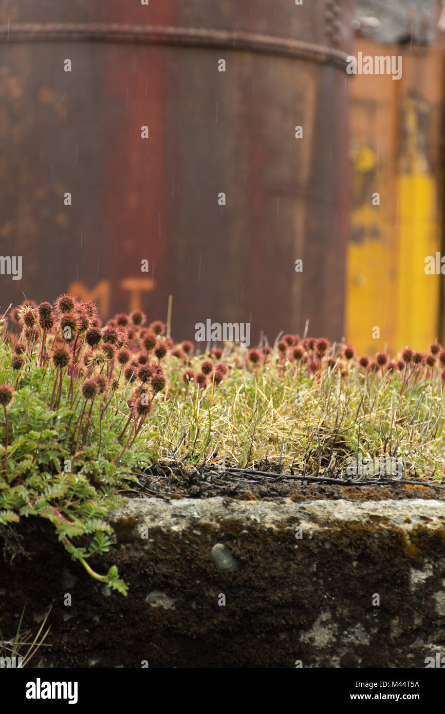 Close up multiple rust and maroon colored greater burnet wildflowers with vegetation against rusted brown oil tank. Stock Photo
