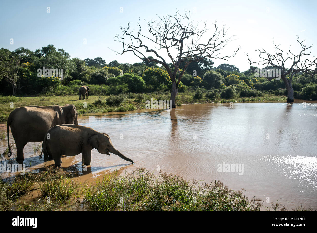 Elephants on watering place Stock Photo Alamy