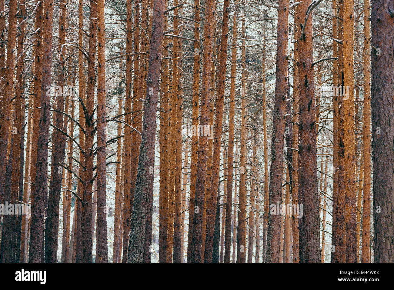 Background of trunks of pine trees in forest Stock Photo - Alamy