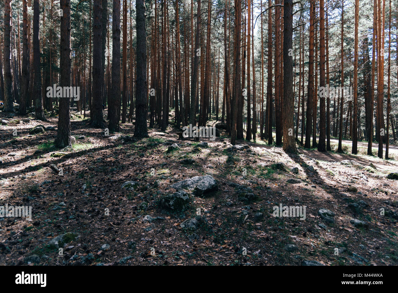 Background of trunks of pine trees in forest Stock Photo - Alamy