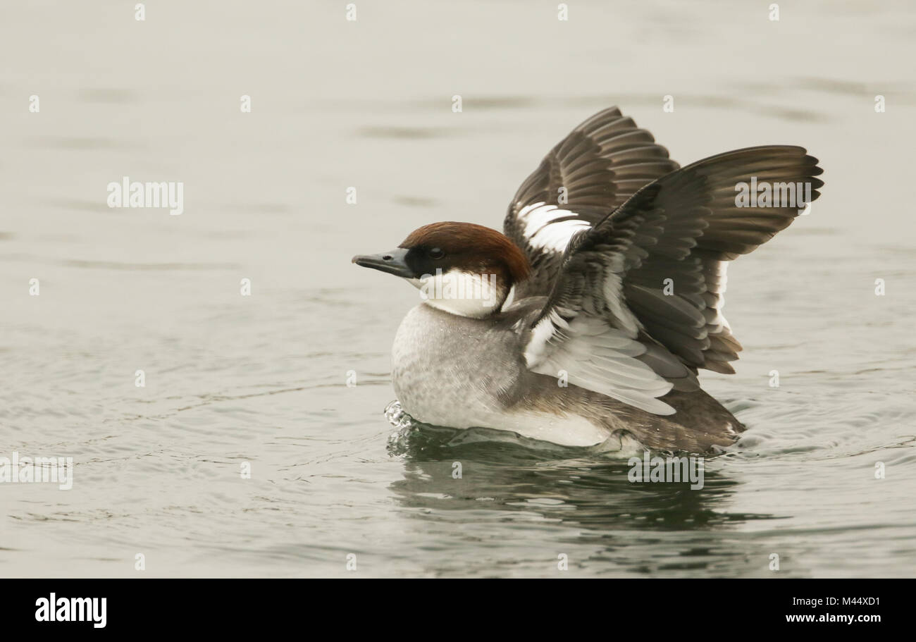 Smew In Flight A stunning female Smew (Mergus albellus) flapping its wings whilst ...