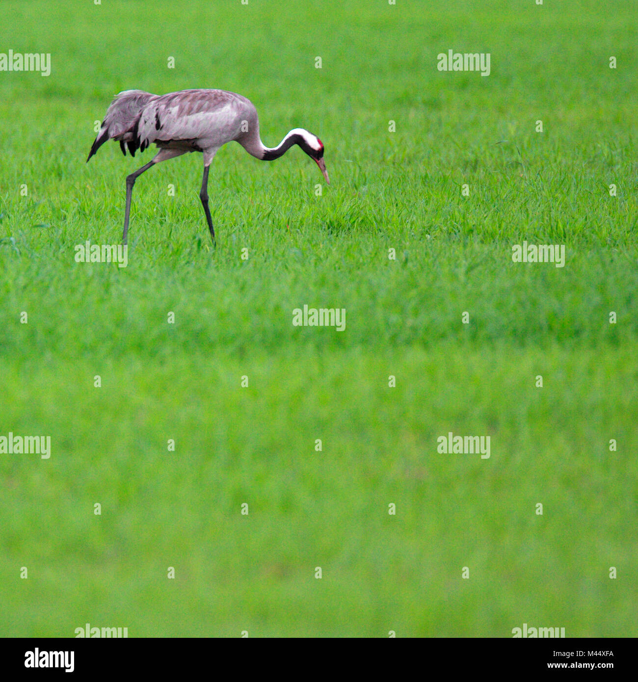 Single Grey Crane bird on grassy wetlands during a spring nesting period Stock Photo