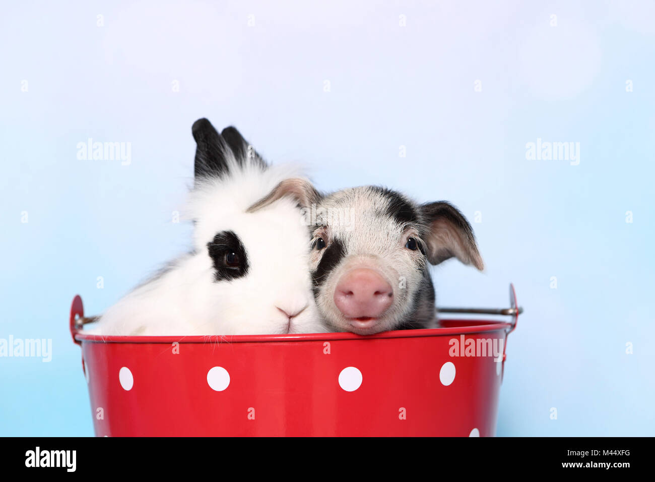 Domestic Pig, Turopolje x ?. Piglet (1 week old) and Teddy Dwarf Rabbit sitting in a big red bucket with white polka dots. Studio picture against a lightblue background. Germany Stock Photo