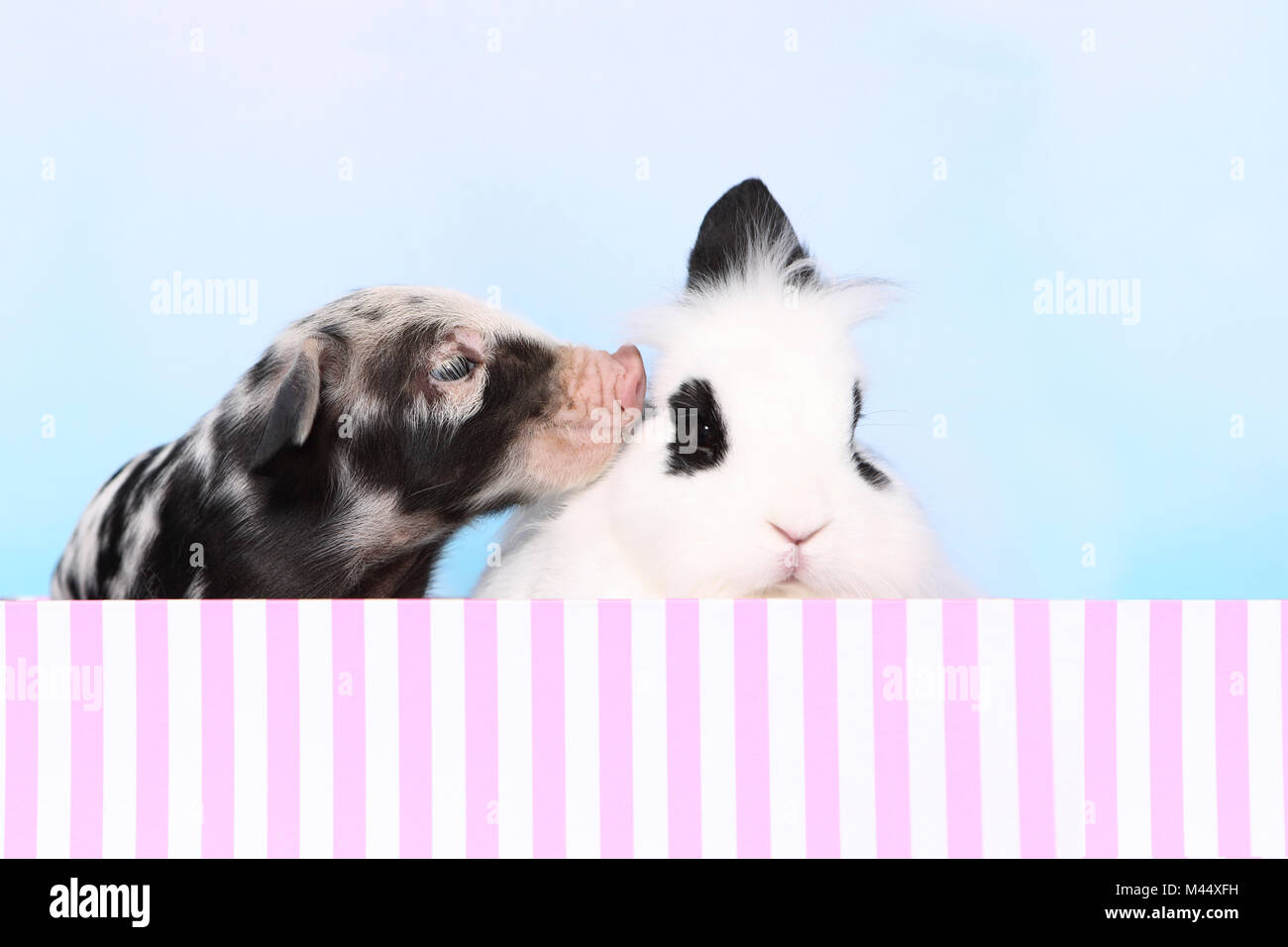 Domestic Pig, Turopolje x ?. Piglet (1 week old) and Teddy Dwarf Rabbit looking out from a pink-and-white striped box. Studio picture against a lightblue background. Germany Stock Photo