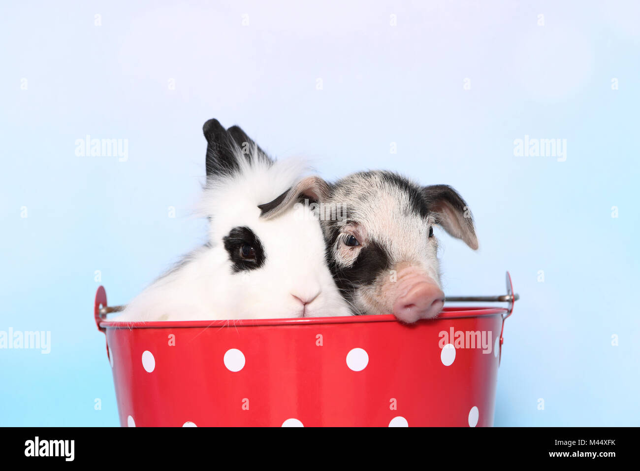 Domestic Pig, Turopolje x ?. Piglet (1 week old) and Teddy Dwarf Rabbit sitting in a big red bucket with white polka dots. Studio picture against a lightblue background. Germany Stock Photo