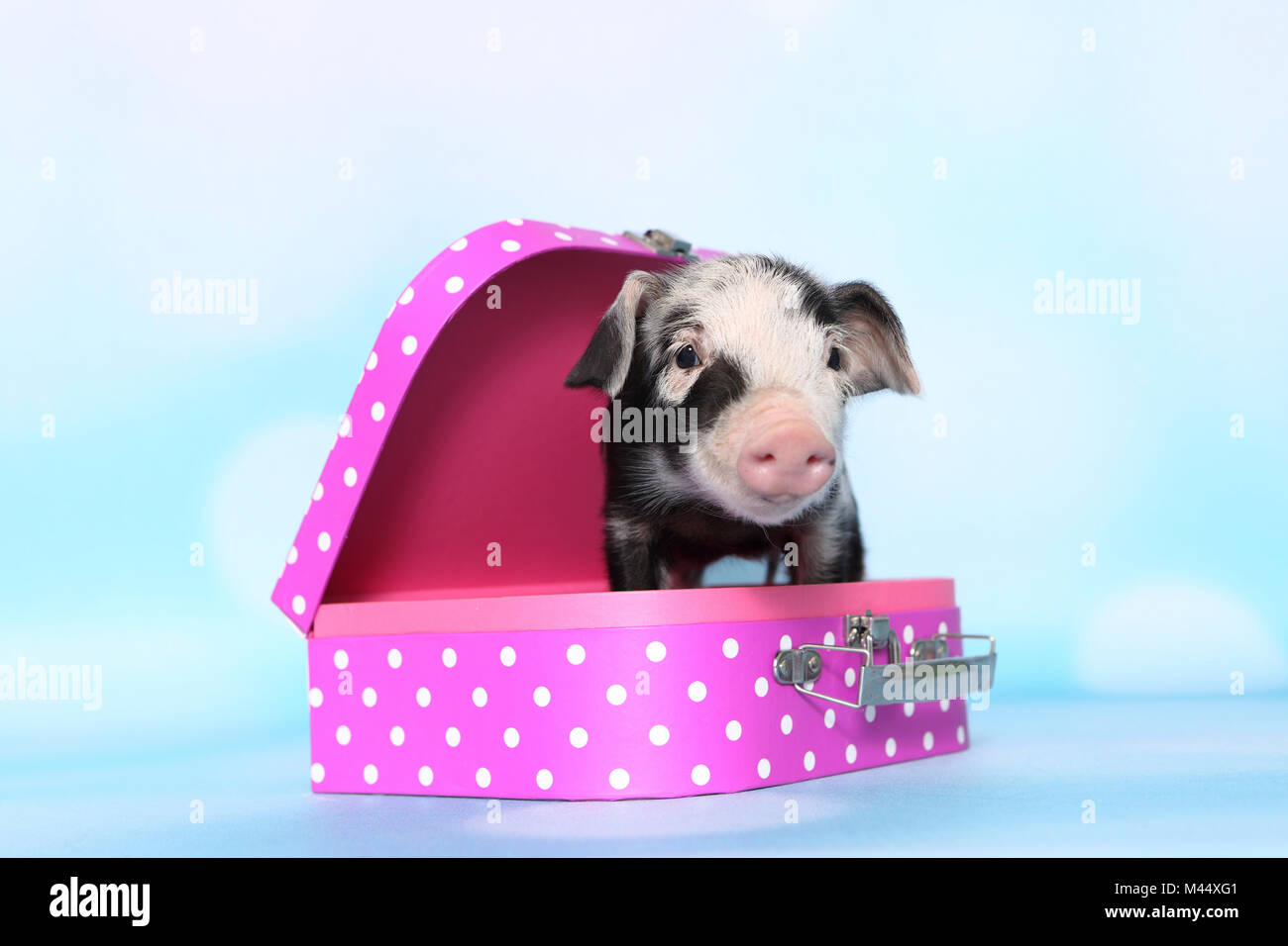 Domestic Pig, Turopolje x ?. Piglet (1 week old) in a pink suitcase with polka dots. Studio picture against a light blue background. Germany Stock Photo