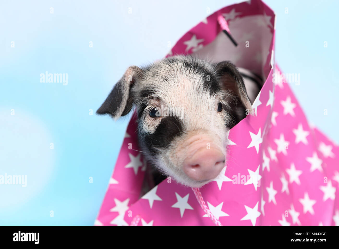 Domestic Pig, Turopolje x ?. Piglet (1 week old) in a pink carrier with star print. Studio picture against a light blue background. Germany Stock Photo